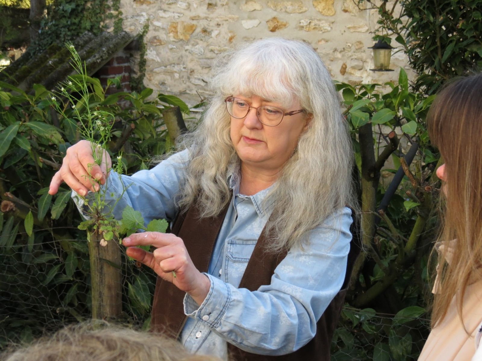 Cardamine hirsute 8502